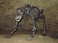 Niedźwiedź jaskiniowy (fot. Ra'ike / Wikimedia)